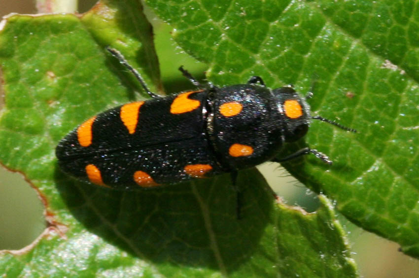 Ptosima undecimmaculata